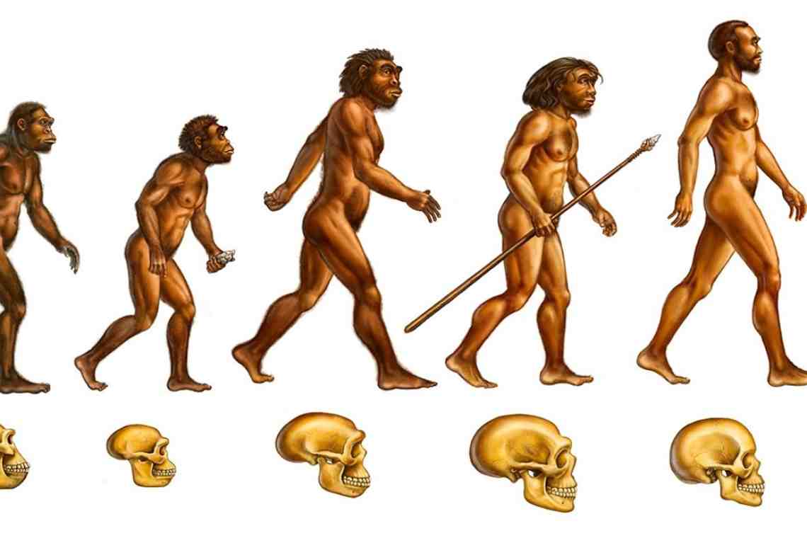 Пояснения к моей новой теории эволюции