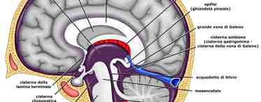 Турецкое седло головного мозга: функциональная роль в организме человека, патологии и их диагностика