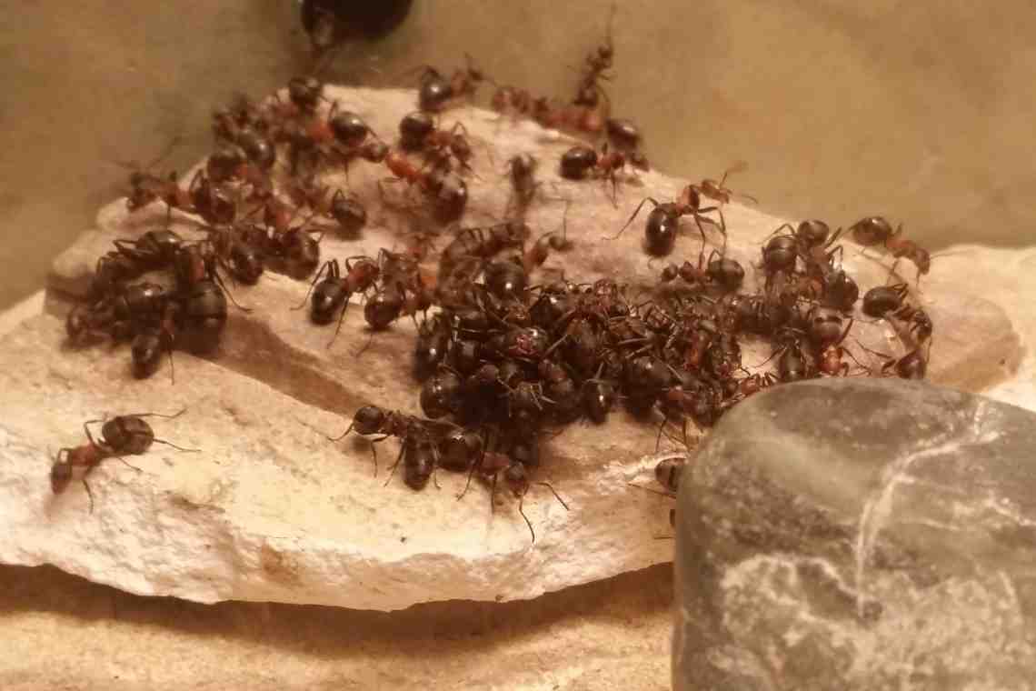 Как бороться с муравьями в квартире
