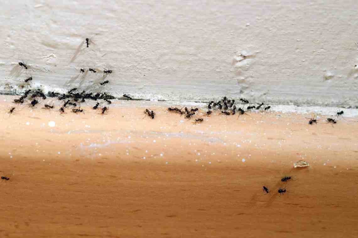 Как вывести красных муравьев