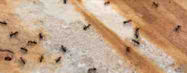 Как избавиться от летучих муравьев
