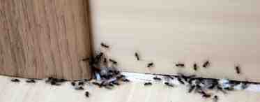Как избавиться от муравьев в жилых помещениях