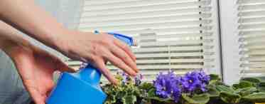 Правила полива домашних растений