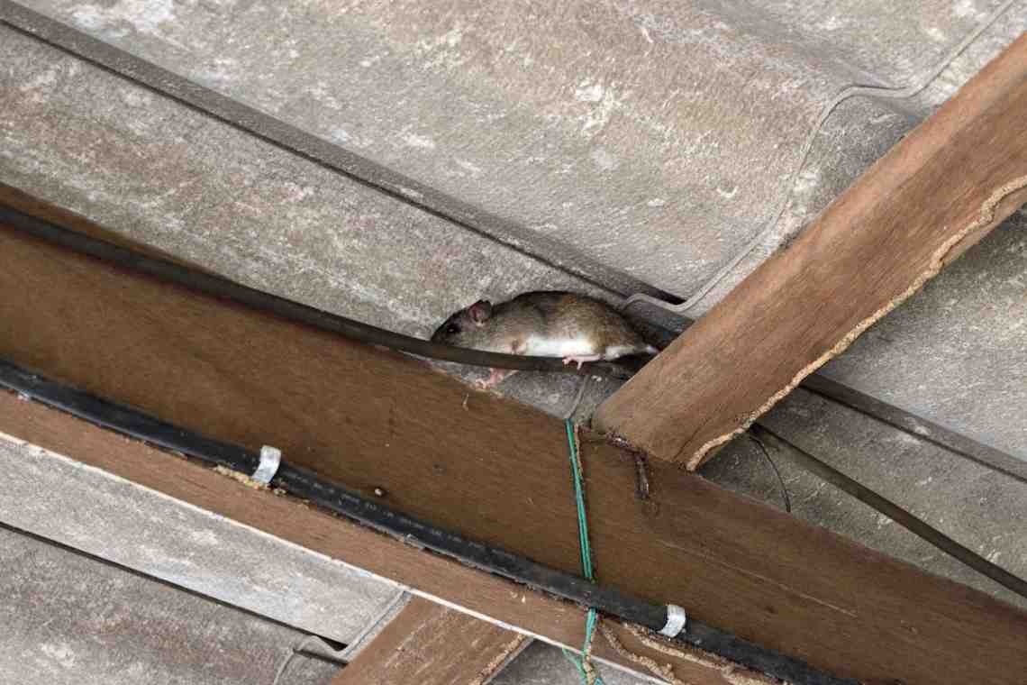 Как защитить свой дом от мышей