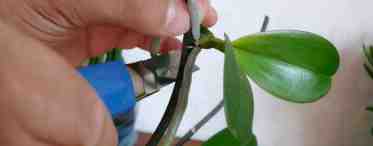 Как срезать листья у орхидеи
