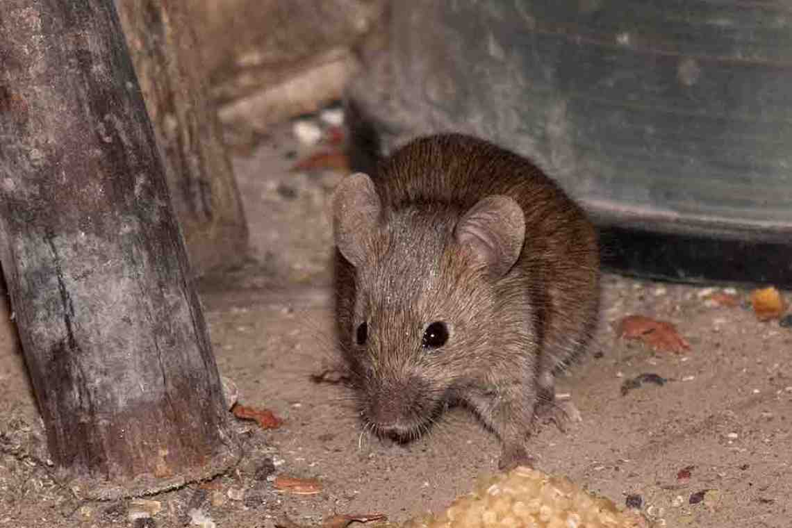 Как избавиться от мышей? Полезные советы