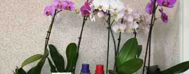 Как стимулировать цветение орхидеи