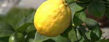 Как вырастить лимон