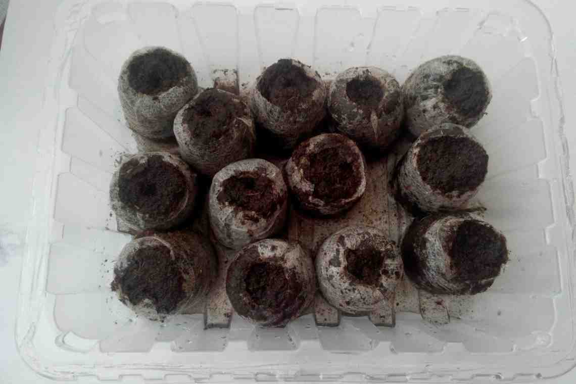 Как выращивать петунию в торфяных таблетках