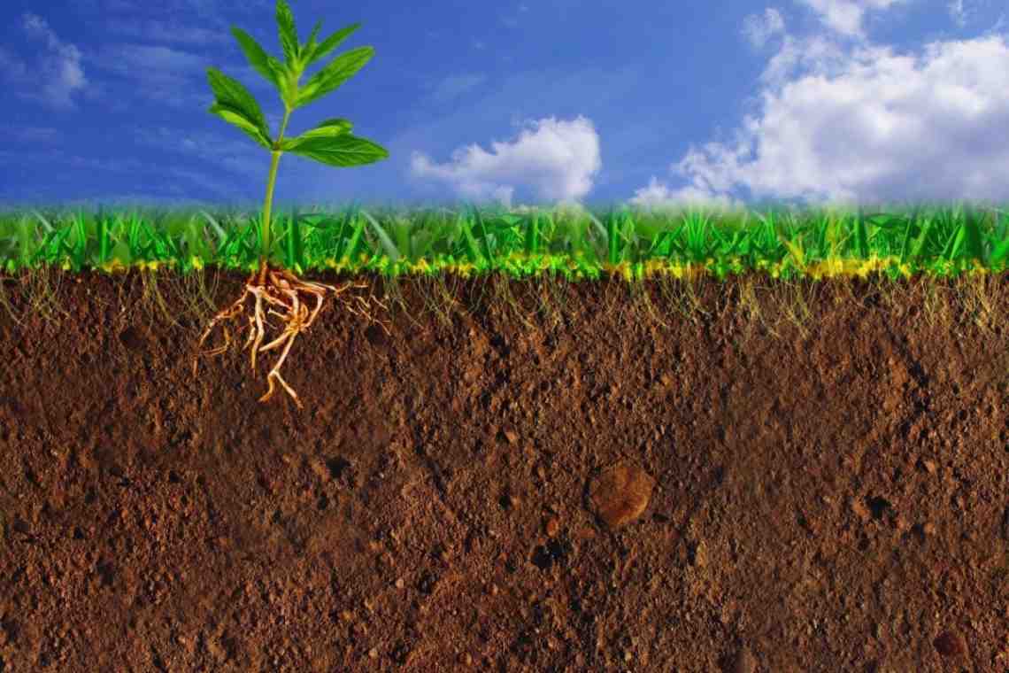Как улучшить плодородие почвы