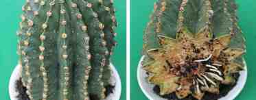 Как разводить кактусы