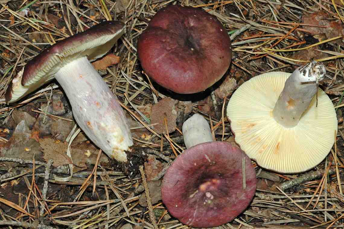 Сыроежка - гриб, подходящий для любого блюда