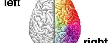 Развитие и функции полушарий мозга
