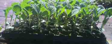 Как высаживать семена капусты на рассаду