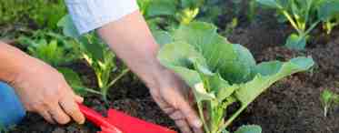 Чем заправить лунки при высадке рассады капусты в грядки