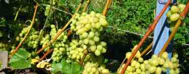 Как выращивать виноград Аркадия правильно