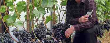 Все про виноград: как ухаживать