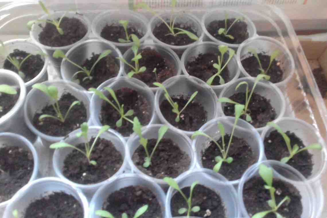 Как вырастить хризантемы из семян