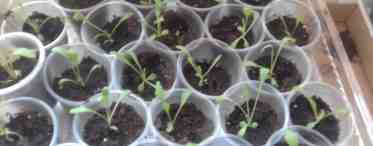 Как вырастить хризантемы из семян