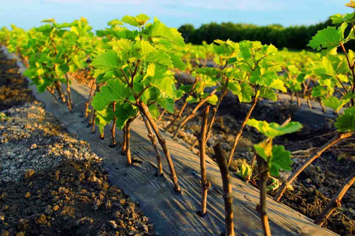 Основные правила выращивания винограда