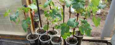 Как посадить виноград саженцами и черенками