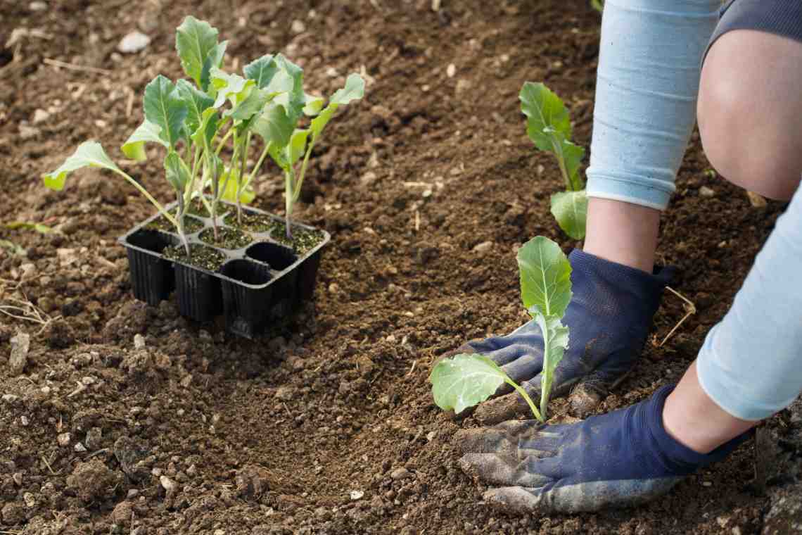 Какие основные ошибки совершают при выращивании рассады капусты