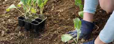 Какие основные ошибки совершают при выращивании рассады капусты