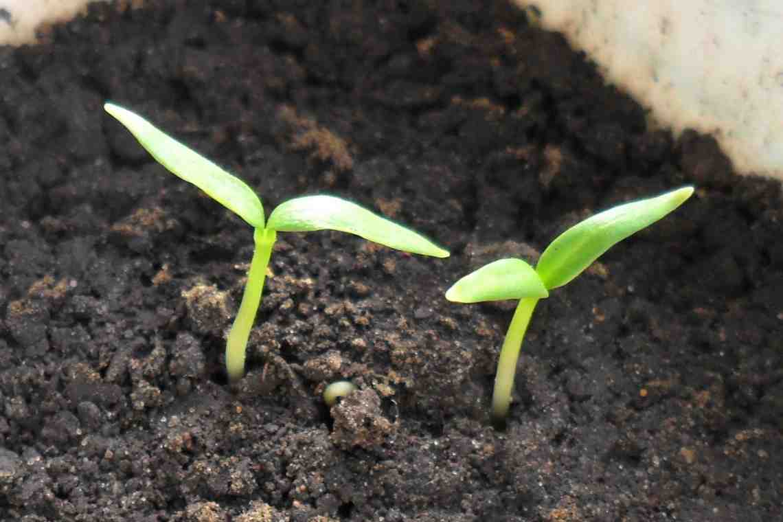 Как вырастить рассаду перцев