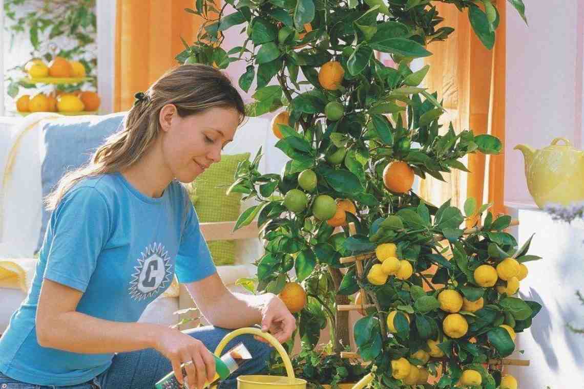 Как растить лимон