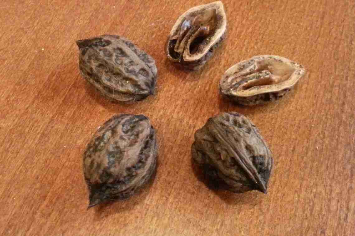 Орех маньчжурский – как выглядит, можно ли есть, сравнение с грецким орехом, где и как посадить?
