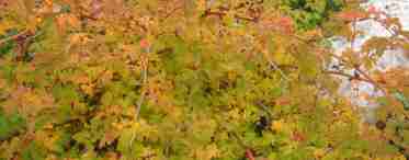 Стефанандра – как выглядит, популярные сорта, где и как посадить, особенности ухода