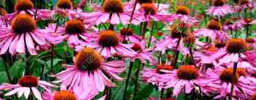 Цветок эхинацея – как выглядит, разновидности, правила посадки и ухода, особенности размножения