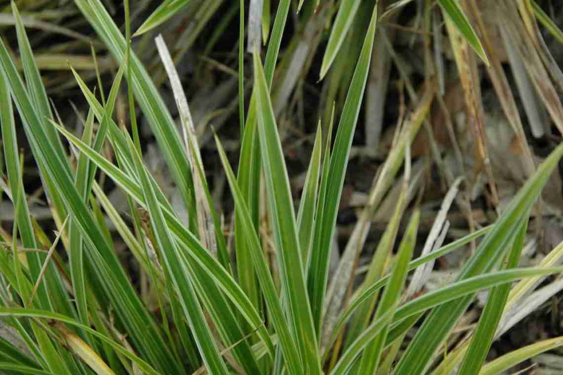 Трава осока – как выглядит, основные виды, правила посадки, ухода и размножения