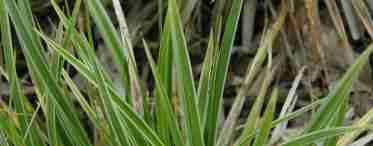 Трава осока – как выглядит, основные виды, правила посадки, ухода и размножения