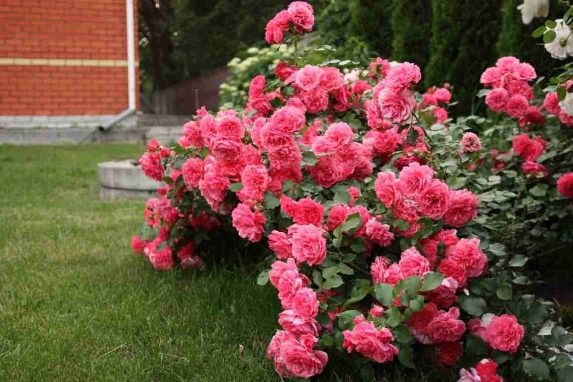 Роза Флорибунда - важные нюансы выращивания