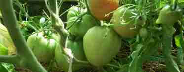 Как ускорить созревание томатов в теплице - секреты огородников