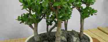 Денежное дерево толстянка – описание растения, как правильно посадить и проводить дальнейший уход