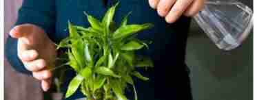 Растение тархун – как выглядит, основные виды, где и как посадить, особенности ухода, правила полива и подкормки