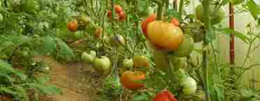 Выращивание помидоров – правила посадки и ухода в открытом грунте, теплице и на балконе