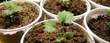 Выращивание клубники из семян в домашних условиях - хитрости посадки и ухода