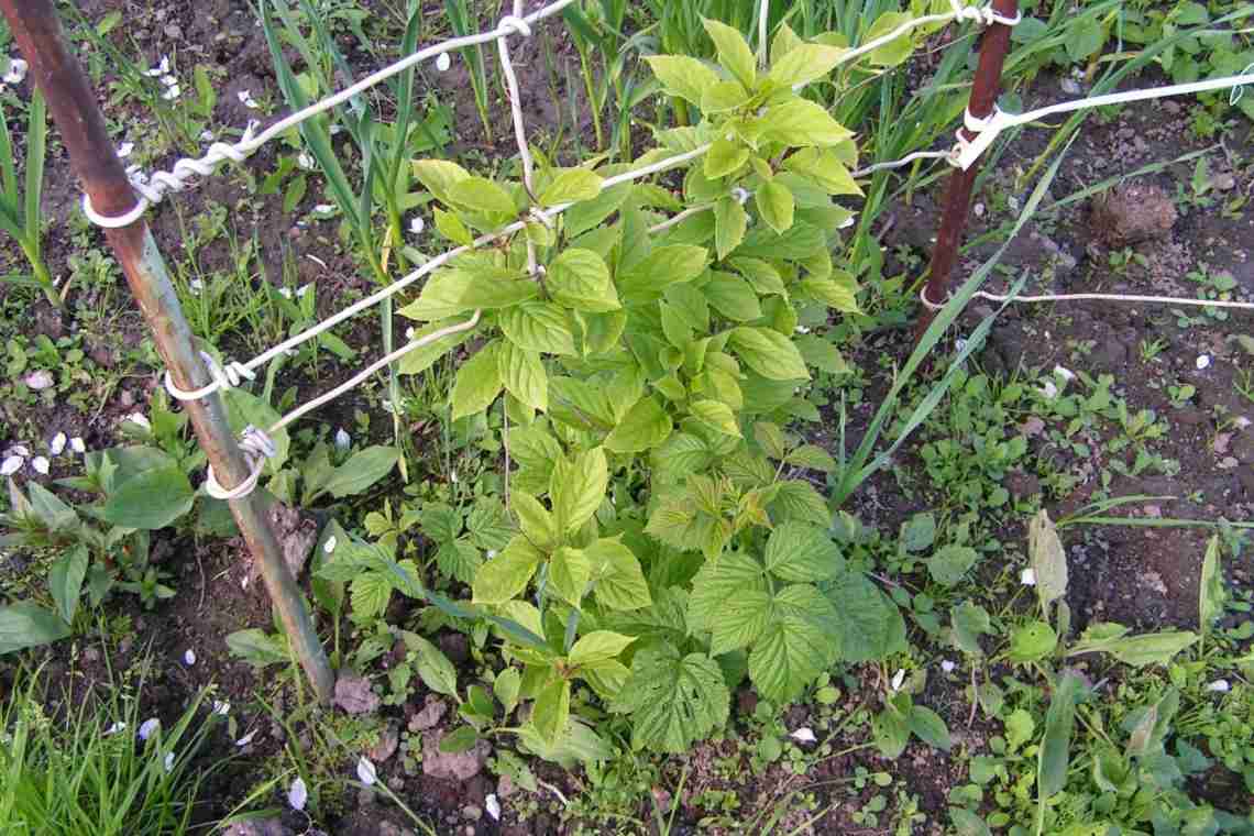 Растение лимонник – как выглядит, основные разновидности, как правильно сажать?