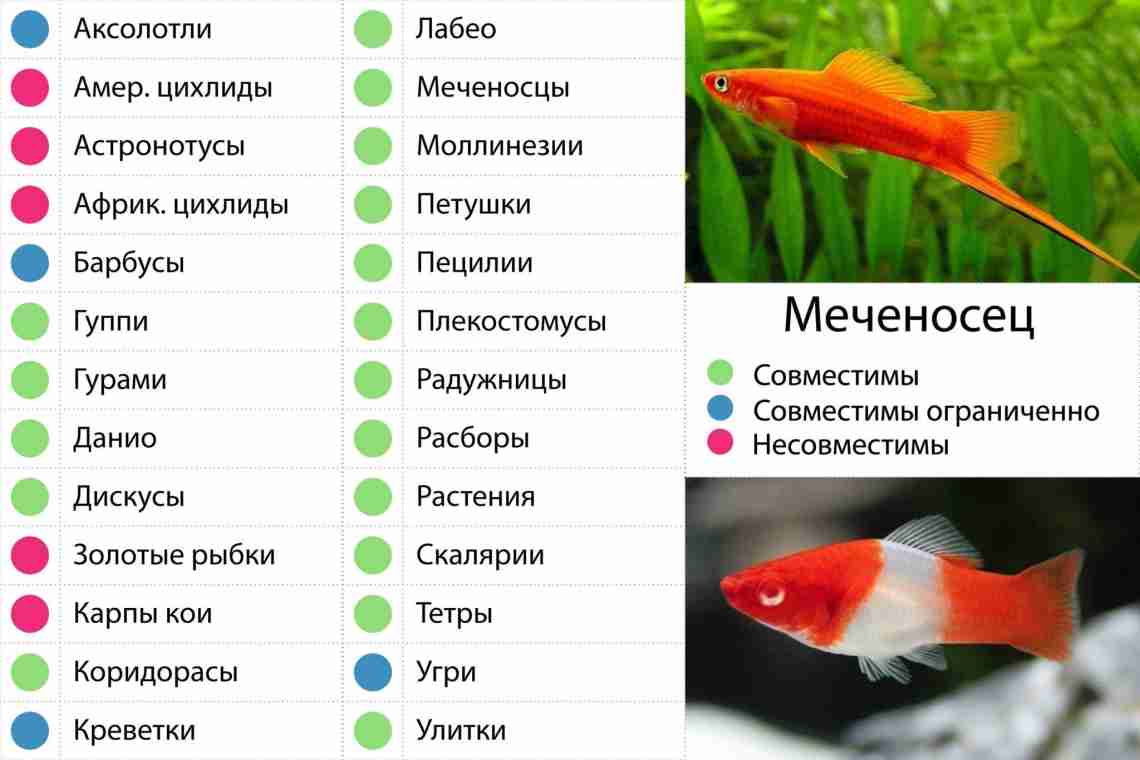 Золотая рыбка в аквариуме - важные правила содержания