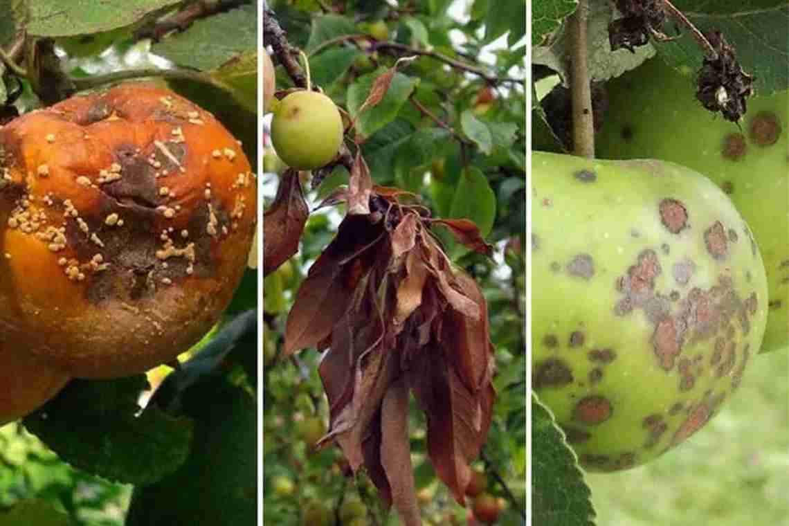Парша на яблоне – что это такое, как выглядит, почему болеют деревья, опасна ли для человека?
