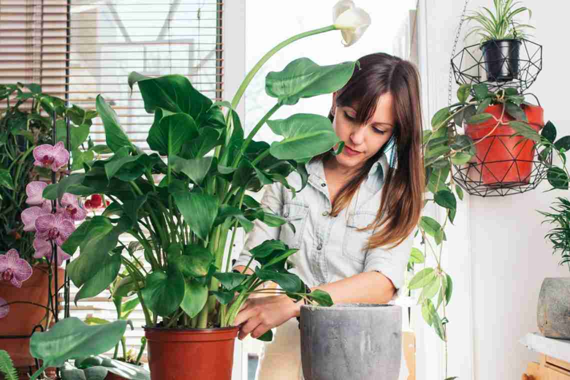 17 комнатных растений, которые нужны вам прямо сейчас