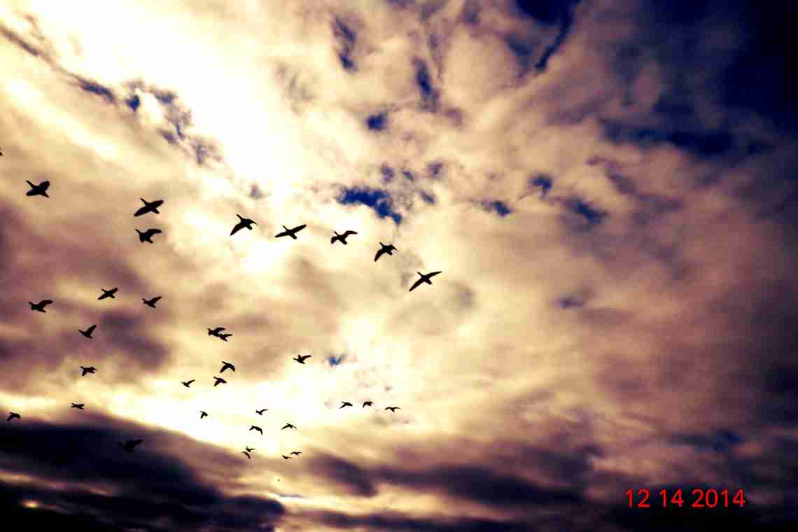 Красота в небе: 10 необычных птичьих стай
