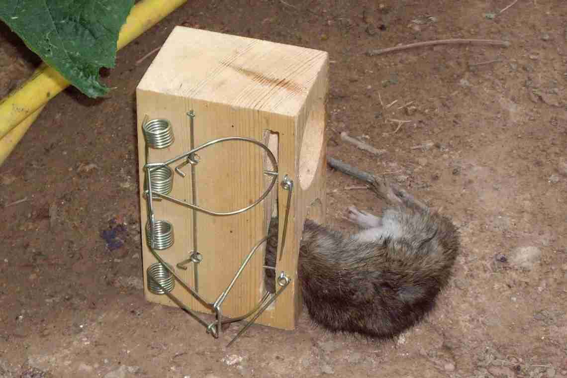 Как поймать крысу в доме - самодельный способ