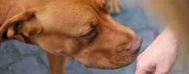 15 фактов о собачьем обонянии, о которых вы и не догадывались
