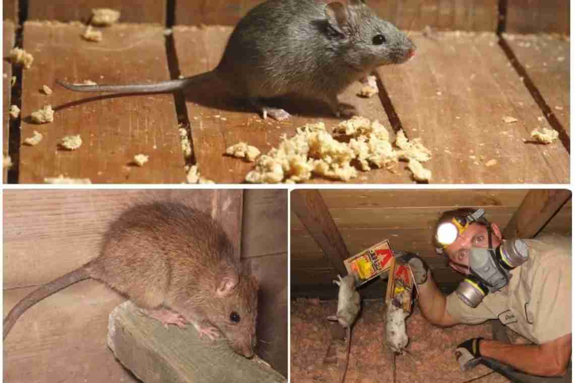 Как вывести мышей из квартиры?