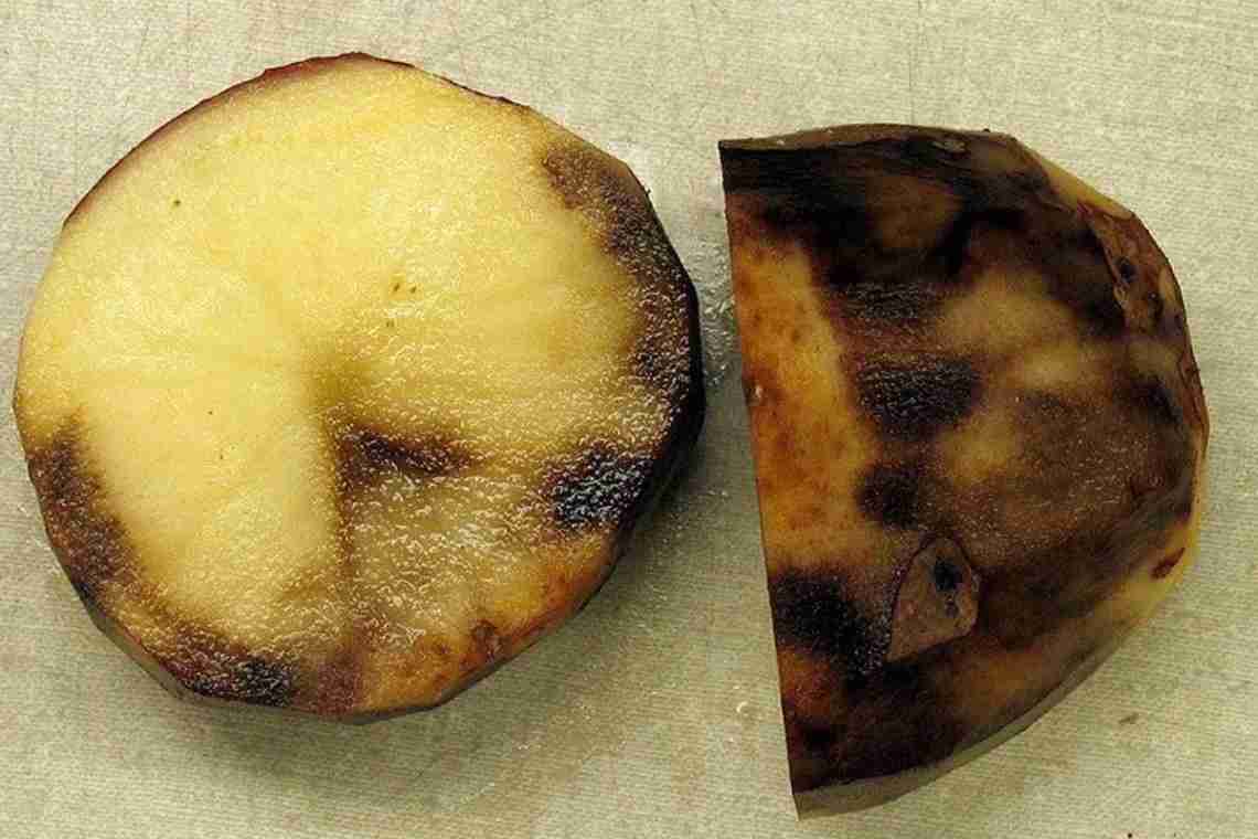 Фитофтора на картофеле - методы борьбы