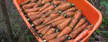 Как хранить свеклу и морковь на зиму?